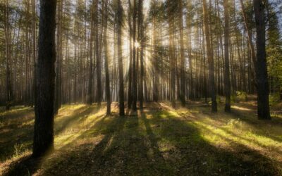 The Nervous System Reset: 10 Daily Micro-Habits That Rewire Stress and Anxiety