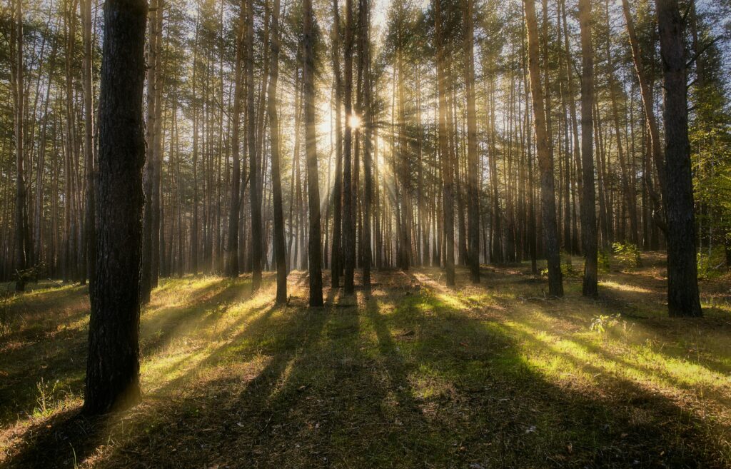 sunlight streaming through tall forest trees, symbolising how to calm your nervous system with grounding and gentle clarity